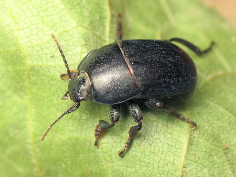 Pedinus tauricus Mulsant & Rey, 1853